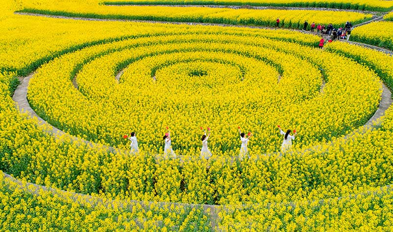 高清組圖：湖北興山高山龍池千畝油菜花盛開 美如畫卷【8】