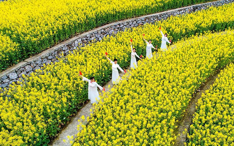 高清組圖：湖北興山高山龍池千畝油菜花盛開 美如畫卷【7】
