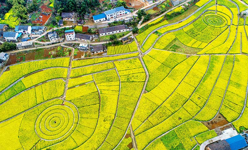 高清組圖：湖北興山高山龍池千畝油菜花盛開 美如畫卷【6】