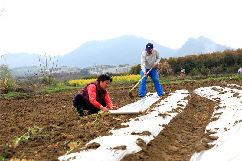 湖北通山：春耕春播正當時 地膜玉米當“先鋒”【2】