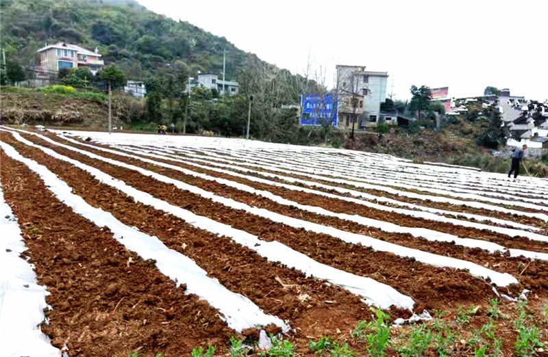 湖北通山：春耕春播正當時 地膜玉米當“先鋒”【4】