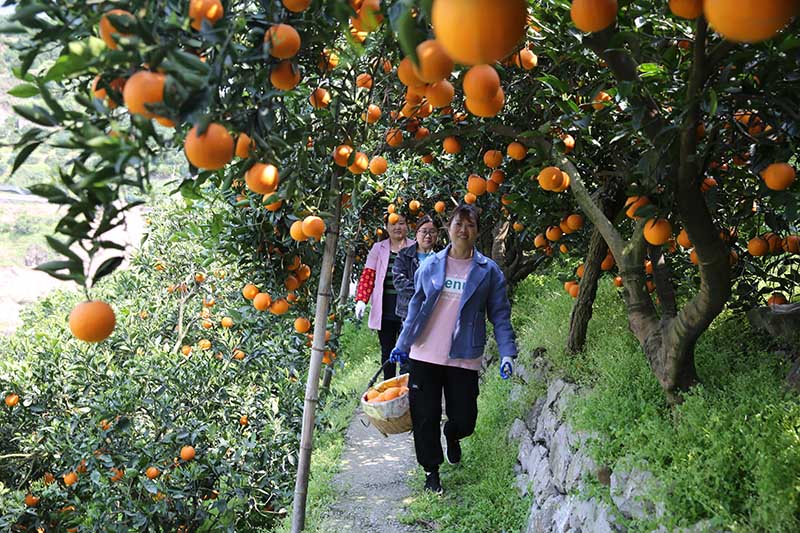 湖北秭归:伦晚脐橙进入采摘季