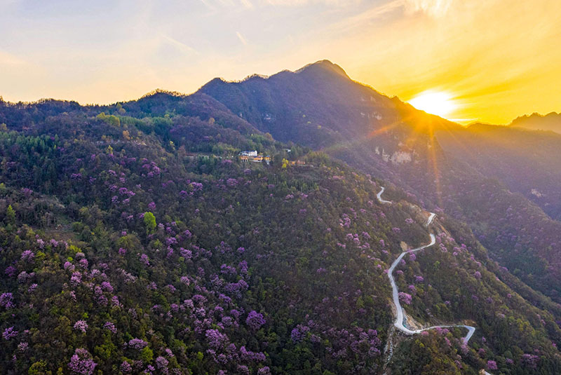 2021年4月5日，湖北省襄阳市保康县后坪镇车峰坪村漫山遍野盛开的紫荆花。