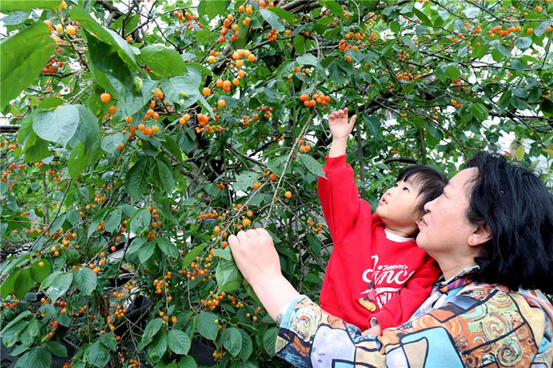游客在湖北省丹江口市六裡坪鎮雙龍堰村採摘櫻桃，體驗鄉村游的樂趣。薛樂生攝
