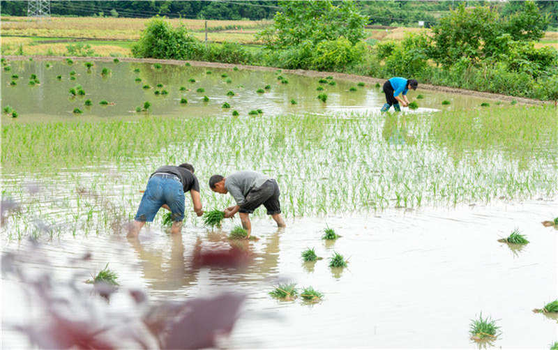 2021年5月15日，湖北省襄陽市保康縣歇馬鎮廟坪村，村民在田間插秧。
