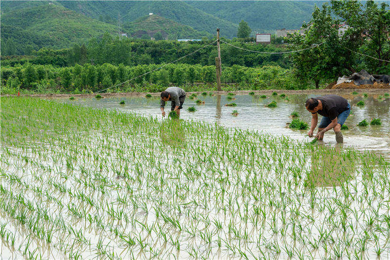 2021年5月15日，湖北省襄陽市保康縣歇馬鎮廟坪村，村民在田間插秧。