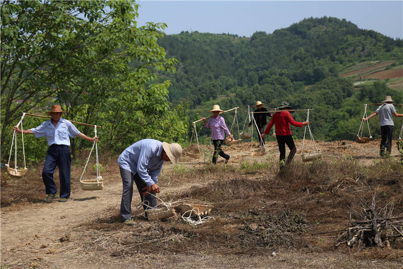 在湖北省十堰市鄖陽區青曲鎮彌陀寺村學堂梁子“鄖縣人”遺址，當地村民參與考古發掘。