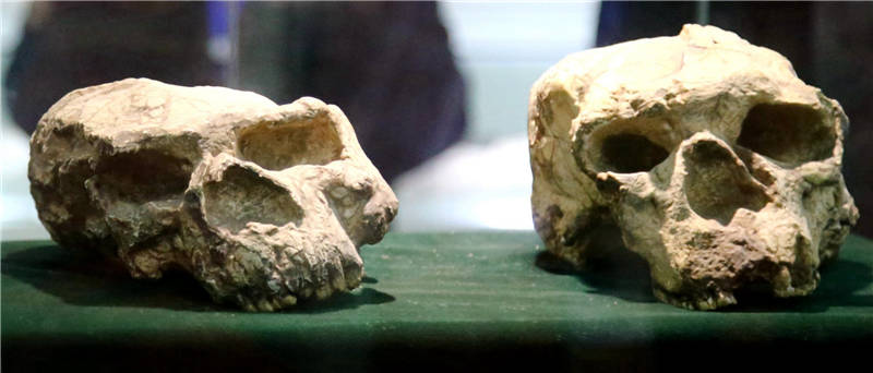 2020年11月26日，在湖北省十堰市鄖陽區博物館拍攝的“鄖縣人”頭骨化石（復制品）。