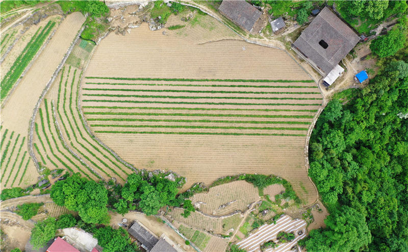 2021年5月30日，在湖北省襄陽市保康縣歇馬鎮九路寨村拍攝的山地田園風光（無人機照片）。