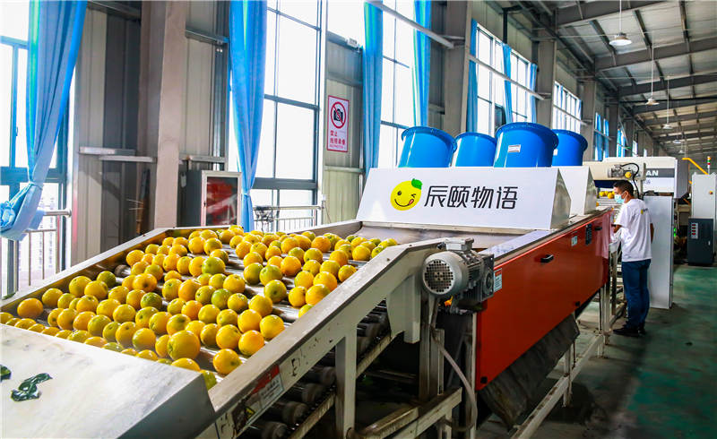 近日，秭歸夏橙上市，辰頤物語華中電商加工產業園內工人正在協助機器進行洗果、分選、包裝。