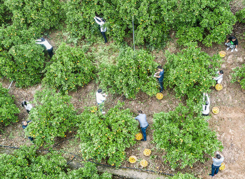 游客和當地村民一起在夏橙園裡採摘夏橙。（資料圖片 鄭家裕攝）