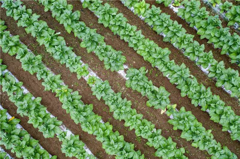 2021年7月3日，湖北省襄陽市保康縣馬良鎮趙家山村的煙葉種植基地。