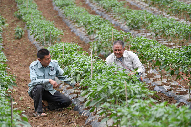 2021年7月3日，在湖北省襄陽市保康縣馬良鎮趙家山村蔬菜種植基地，村民在蔬菜地裡勞作。