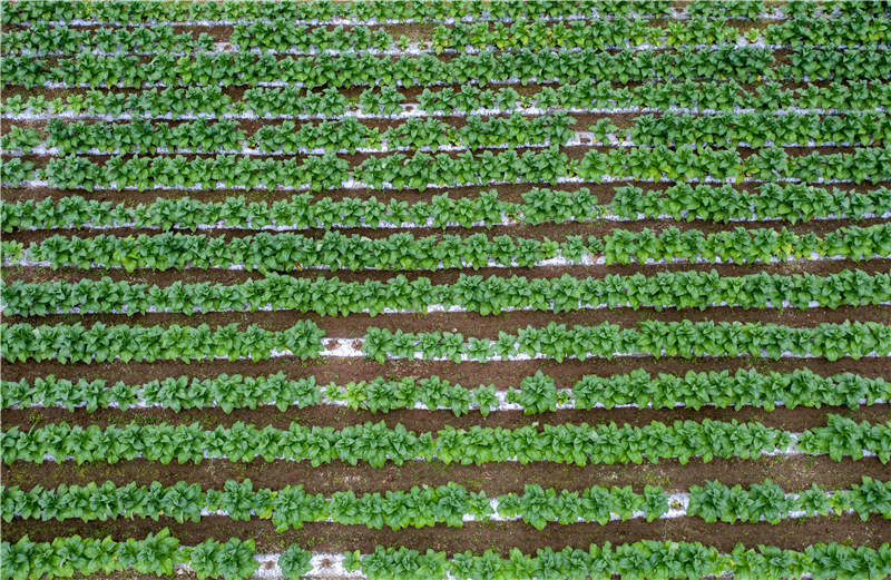 2021年7月3日，湖北省襄陽市保康縣馬良鎮趙家山村的煙葉種植基地。