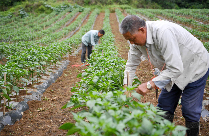 2021年7月3日，在湖北省襄陽市保康縣馬良鎮趙家山村蔬菜種植基地，村民在蔬菜地裡勞作。
