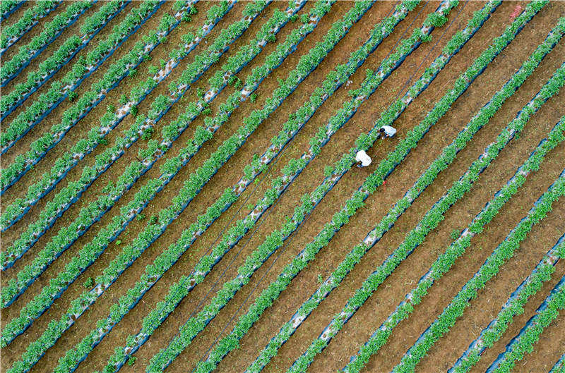 2021年7月3日，在湖北省襄陽市保康縣馬良鎮趙家山村蔬菜種植基地，村民在蔬菜地裡勞作。（無人機照片）