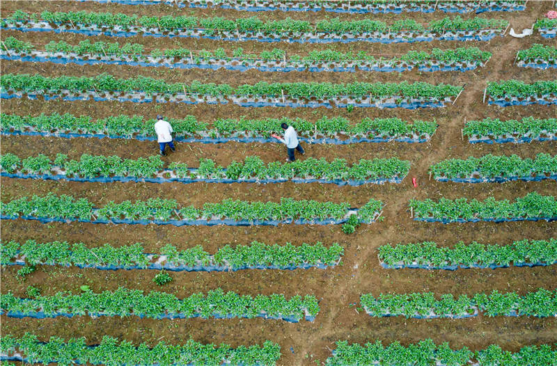 2021年7月3日，在湖北省襄陽市保康縣馬良鎮趙家山村蔬菜種植基地，村民在蔬菜地裡勞作。（無人機照片）