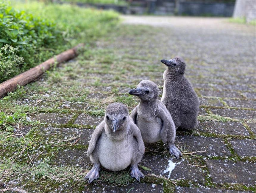 武汉动物园成功繁育14只洪氏环企鹅“宝宝”