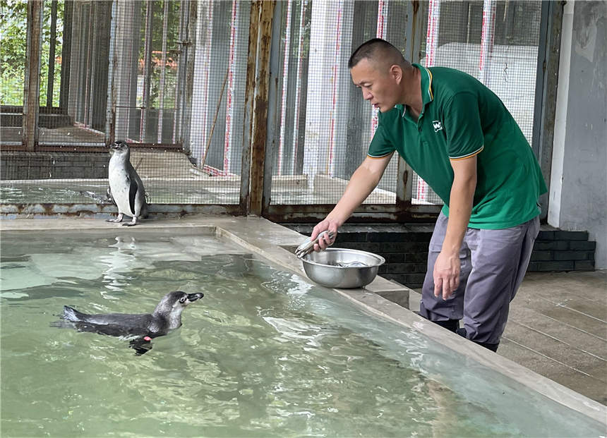 武汉动物园成功繁育14只洪氏环企鹅“宝宝”
