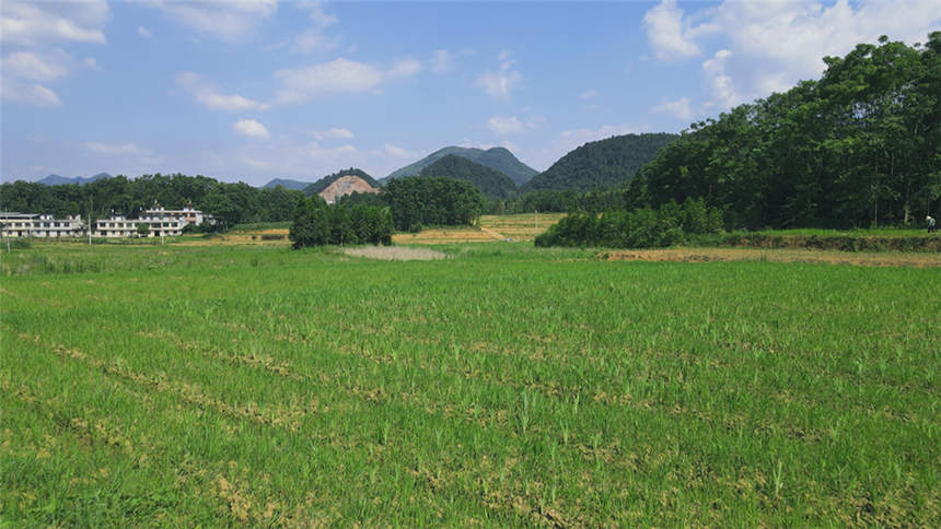 銅鐘鄉清水村聚草康“七彩藥谷”中藥材種植基地