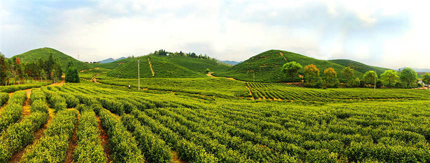 中國最美茶園——青山鎮青港白茶基地