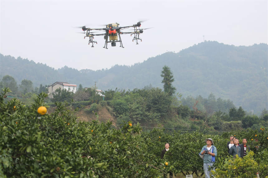  10月21日，無人機在陳家壩村一處生態茶園進行作業。何寶喜攝