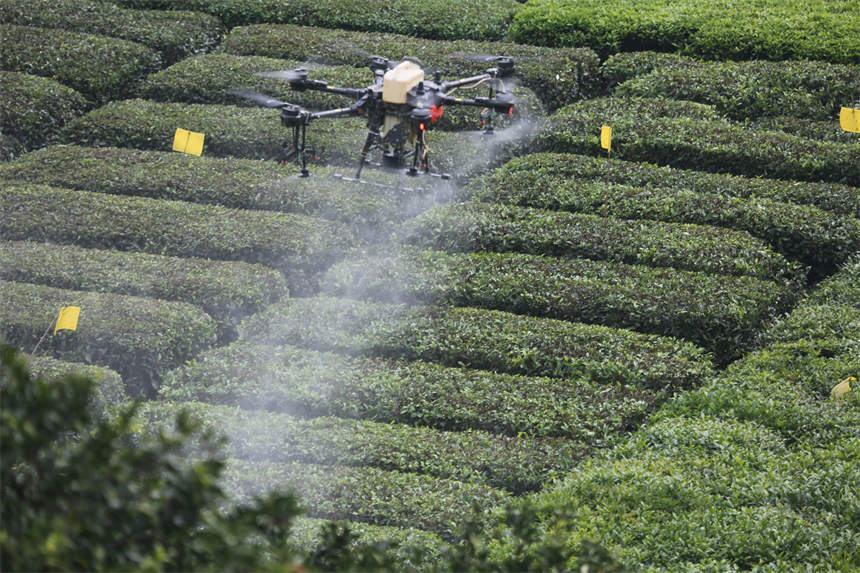  10月21日，无人机在陈家坝村一处生态茶园进行作业。何宝喜摄