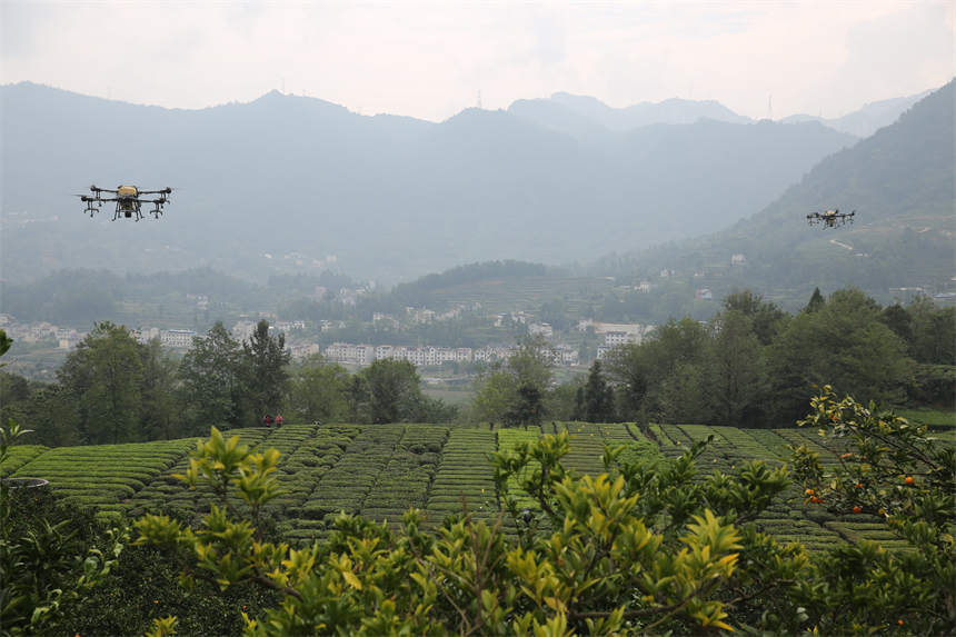  10月21日，無人機在陳家壩村一處生態茶園進行作業。何寶喜攝