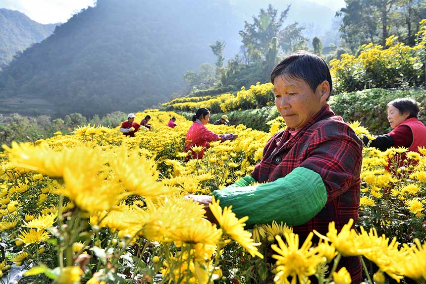 10月25日，村民在湖北省襄陽市保康縣黃堡鎮大屋場村金絲皇菊種植基地採摘金絲皇菊。