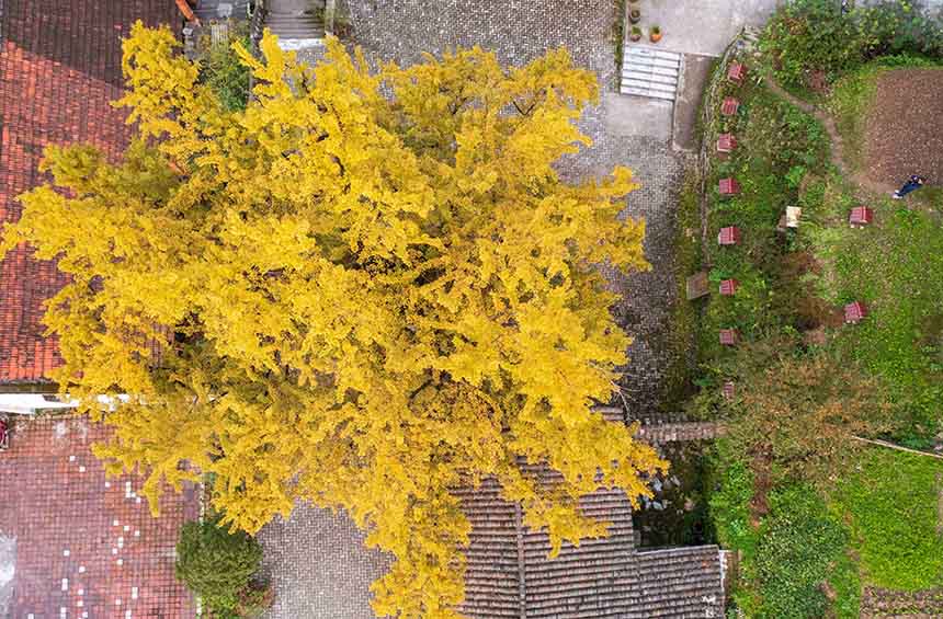 2021年10月24日，披上“黄金甲”的湖北省襄阳市保康县官山茶场银杏树与夕阳相互辉映，秋色如画。（无人机航拍）