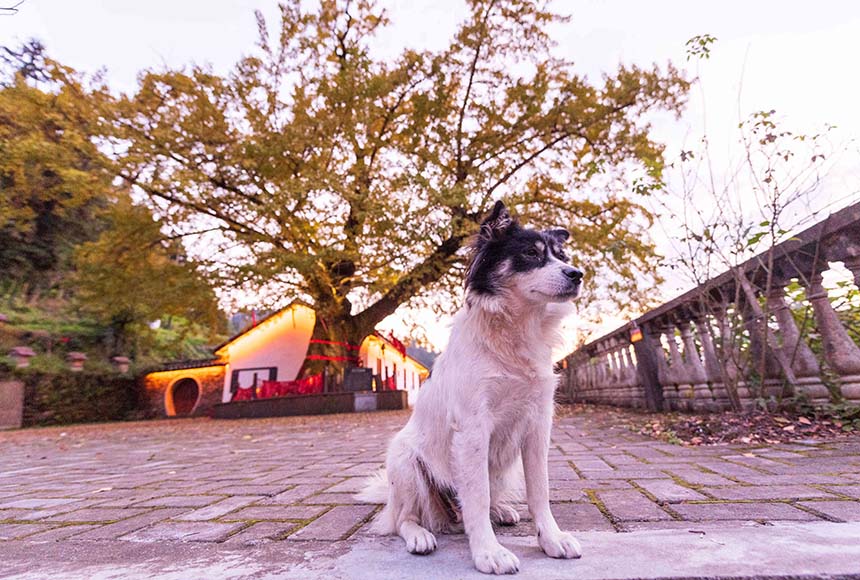 2021年10月24日，一只小狗在湖北省襄阳市保康县官山茶场银杏树下。