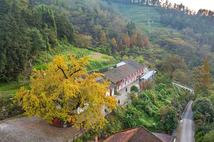 2021年10月24日，披上“黄金甲”的湖北省襄阳市保康县官山茶场银杏树与周围树林、茶园、房屋相互辉映，秋色如画。（无人机航拍）