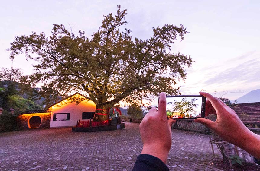 2021年10月24日，游客在湖北省襄阳市保康县官山茶场银杏树前拍照。