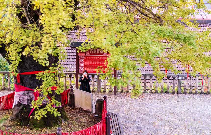 2021年10月24日，游客在湖北省襄阳市保康县官山茶场银杏树下拍照、游玩。