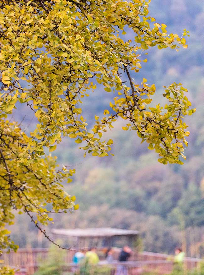 2021年10月24日，游客在湖北省襄阳市保康县官山茶场银杏树下拍照、游玩。