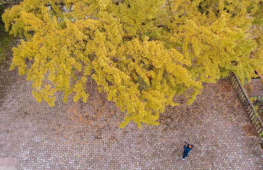 2021年10月24日，游客在湖北省襄阳市保康县官山茶场银杏树下游玩。（无人机航拍）