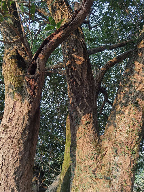 湖北崇陽發現一處野生古桂群落 最大一棵樹齡超560年【3】