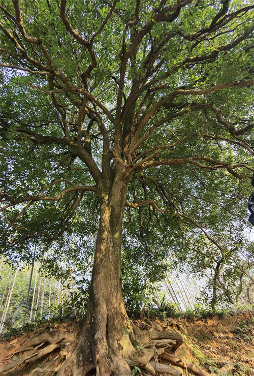 湖北崇阳发现一处野生古桂群落 最大一棵树龄超560年