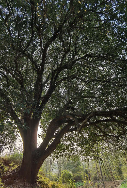 湖北崇陽發現一處野生古桂群落 最大一棵樹齡超560年【2】
