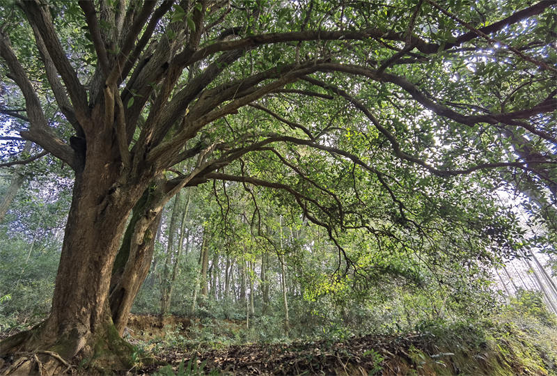 湖北崇陽發現一處野生古桂群落 最大一棵樹齡超560年【5】