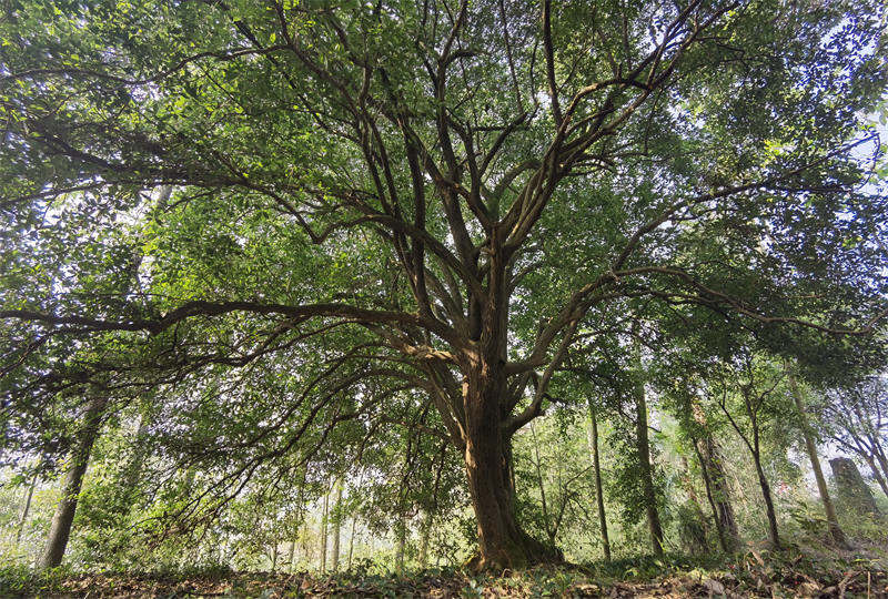 湖北崇陽發現一處野生古桂群落 最大一棵樹齡超560年【7】