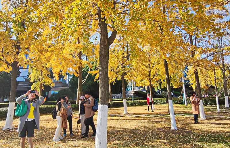 11月24日下午，市民游人在漢口江灘銀杏樹林裡，駐足觀賞打卡攝影留念。