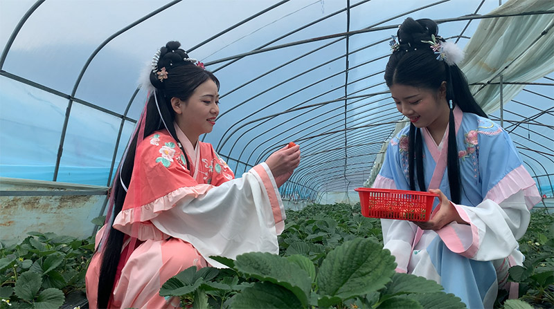 草莓香飄致富路