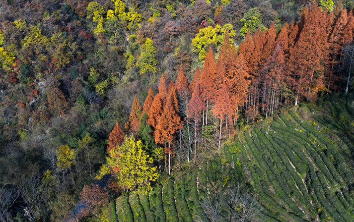 湖北林業發展“十四五”規劃:到2025年森林覆蓋率42.5%