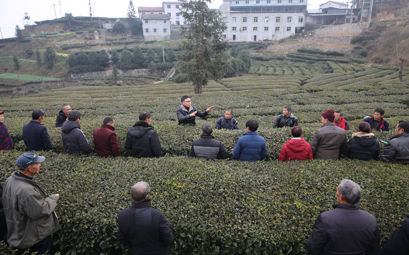 1月17日，果茶专家周立永为茶农进行技术指导。何宝喜摄
