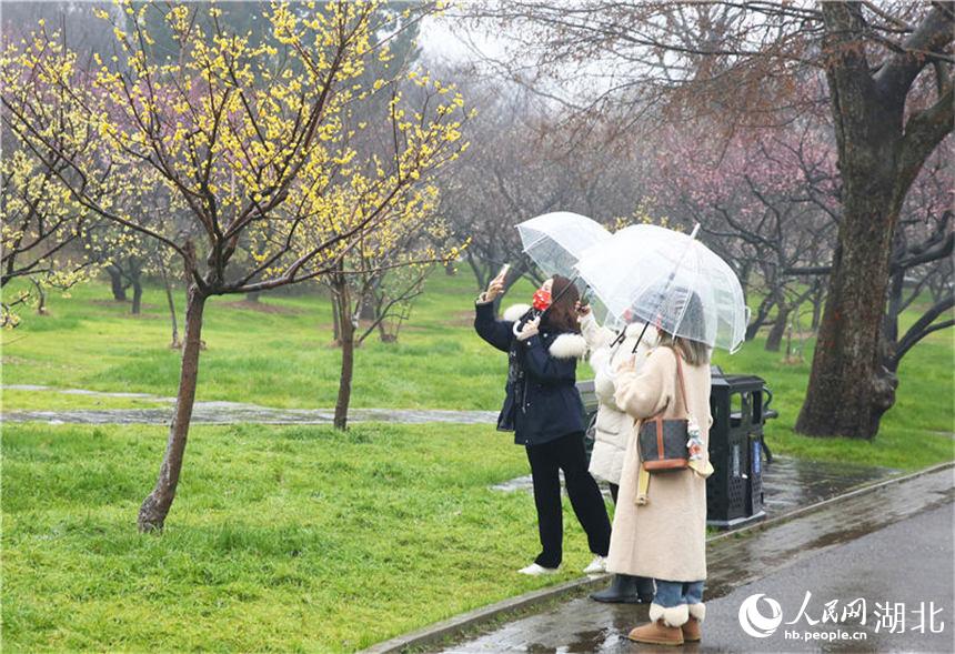 武漢東湖梅園蠟梅綻放 春節期間將是最佳觀賞期。人民網 王郭驥攝