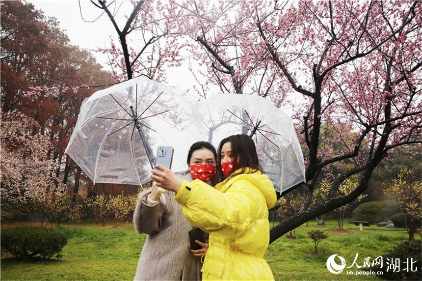 武漢東湖梅園蠟梅綻放 春節期間將是最佳觀賞期。人民網 王郭驥攝