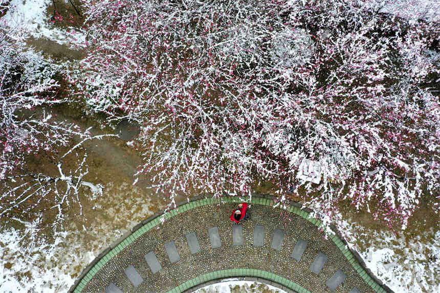 1月28日，游客在湖北省襄陽市保康縣清溪河景觀公園拍攝雪中的紅梅（無人機照片）。