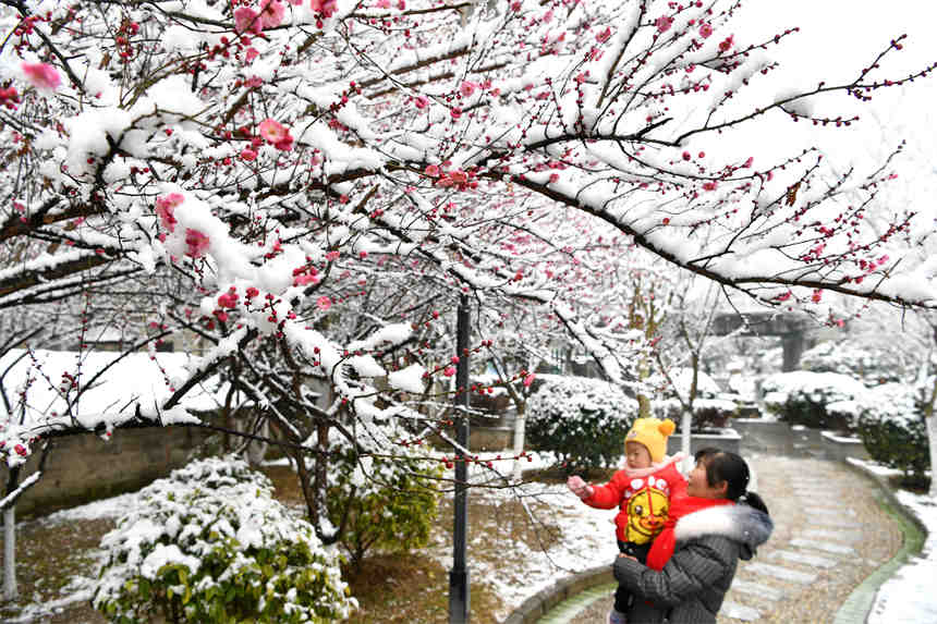 1月28日，游客在湖北省襄陽市保康縣清溪河景觀公園欣賞雪中的紅梅。