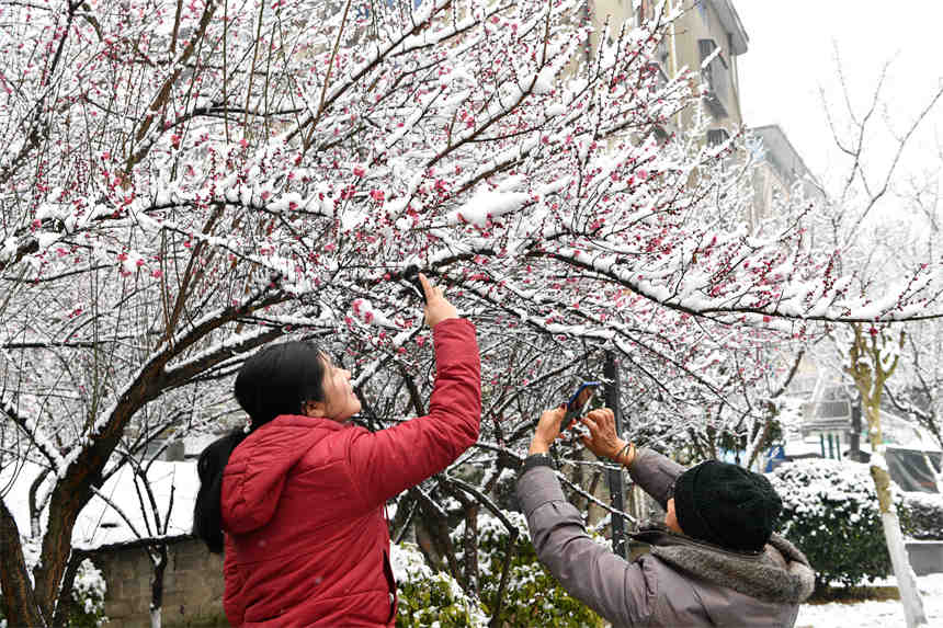 1月28日，游客在湖北省襄陽市保康縣清溪河景觀公園拍攝雪中的紅梅。